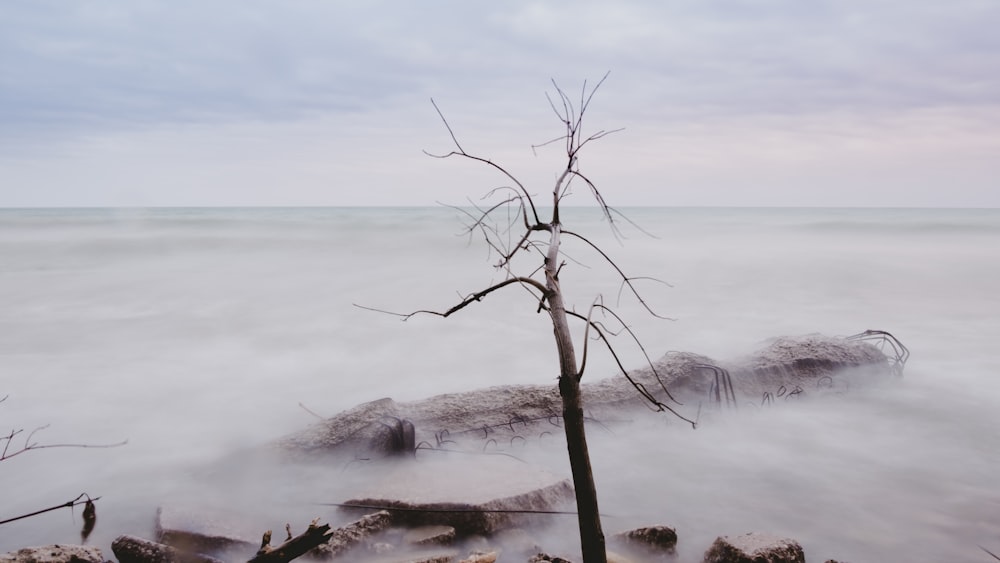 bare tree near rock with clouds