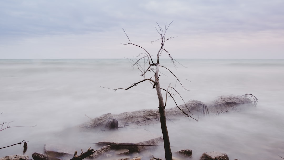 bare tree near rock with clouds