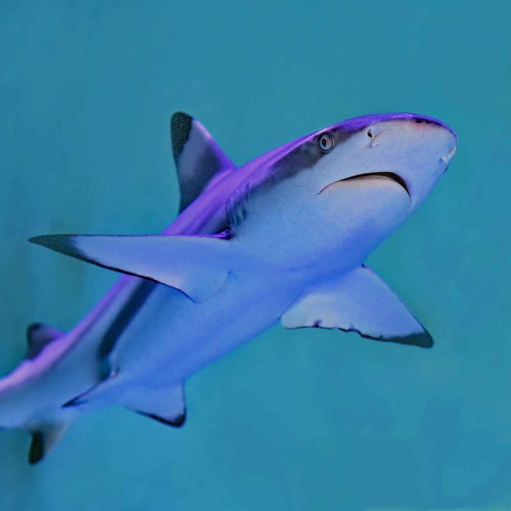 photo of gray and white shark