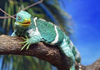 fiji travel itinerary