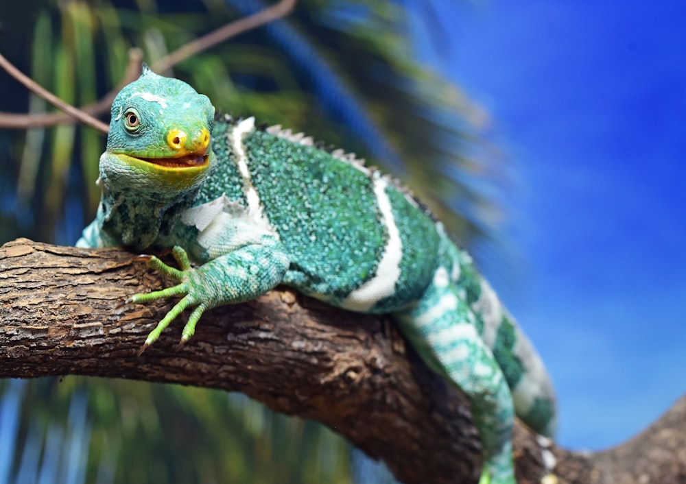 green and white reptile on wood branch