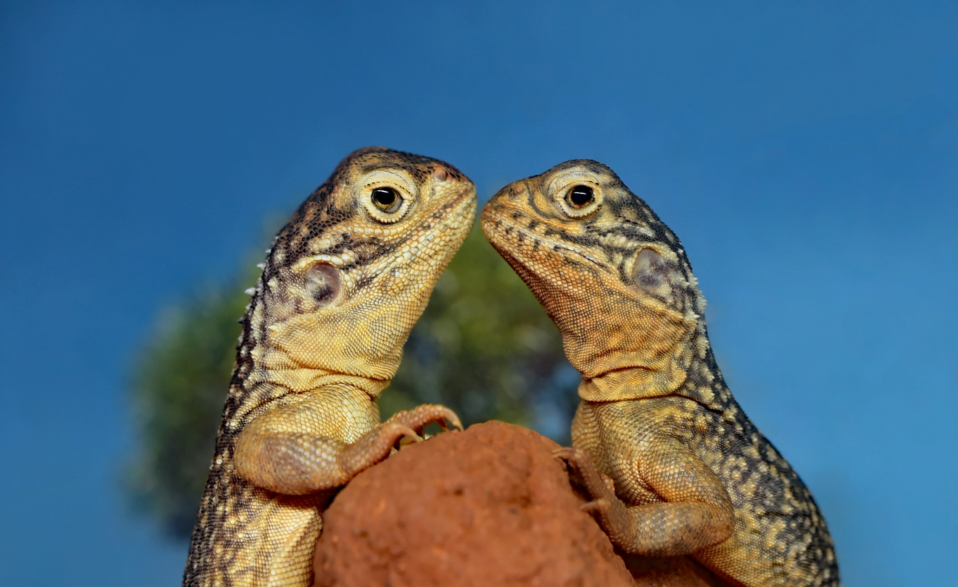 Size Matters: Male Vs. Female Bearded Dragon Differences