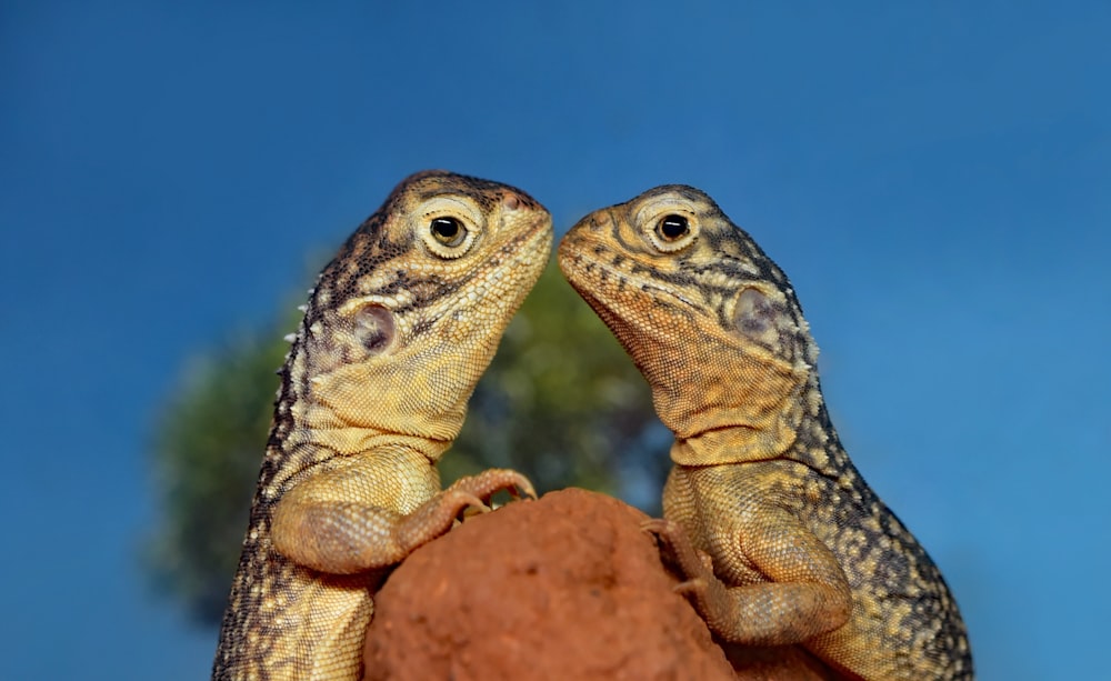 two rifles kissing