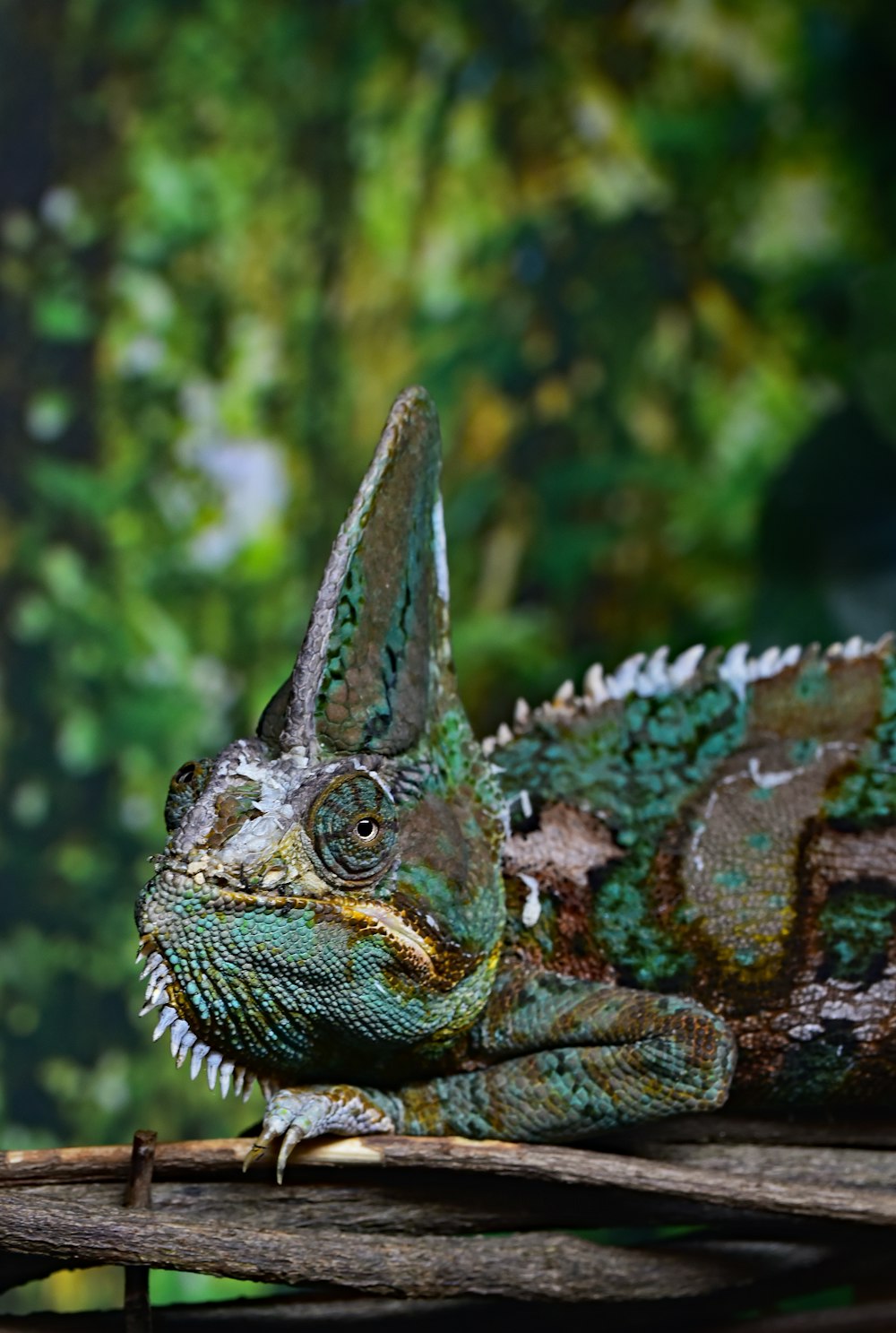 closeup photography of chameleon on tree branch
