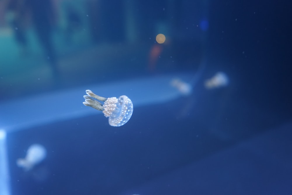 jelly fish