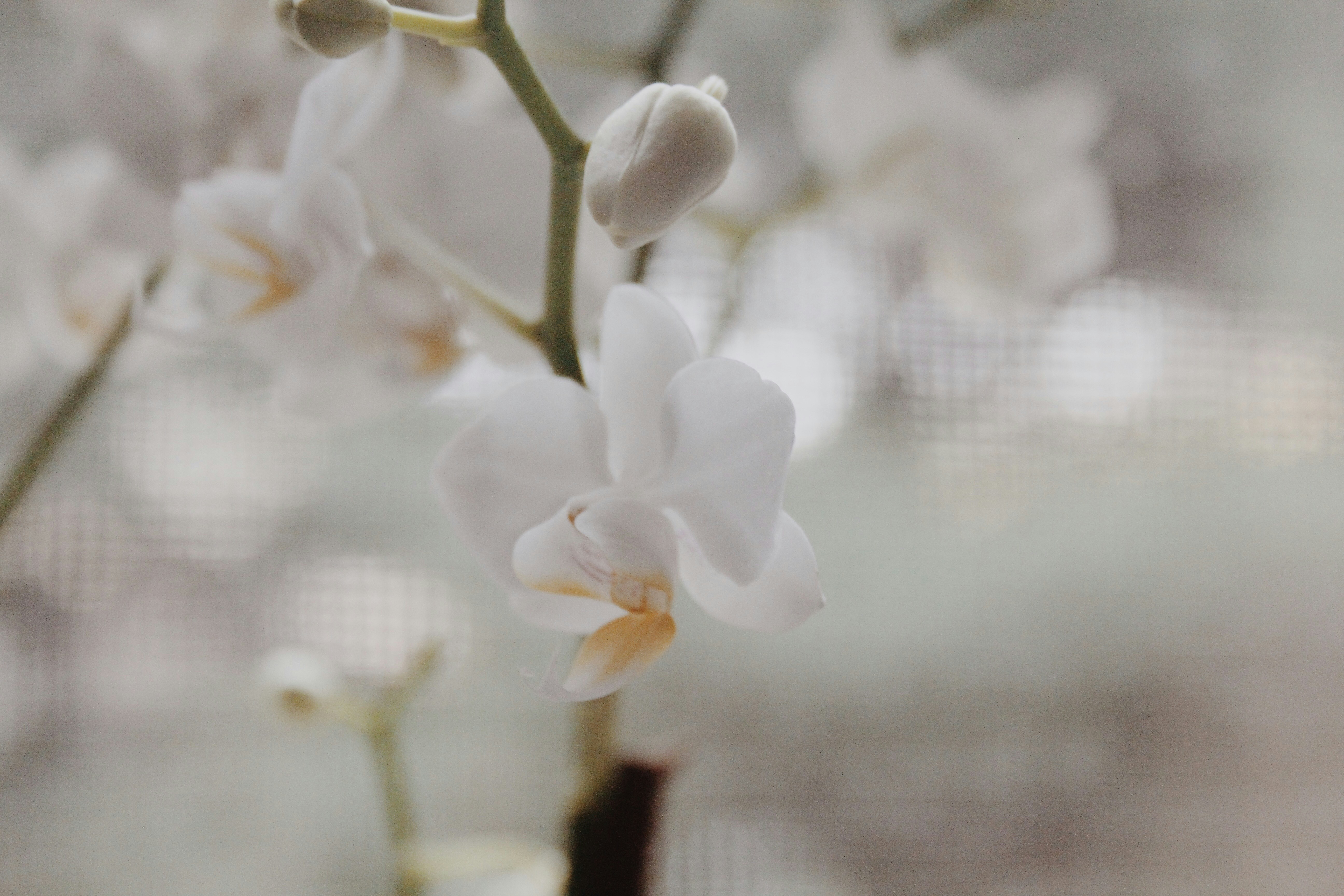 Anggrek Bulan Premium