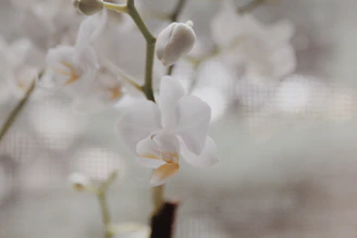 Close-up of a delicate orchid petal bathed in soft natural light.