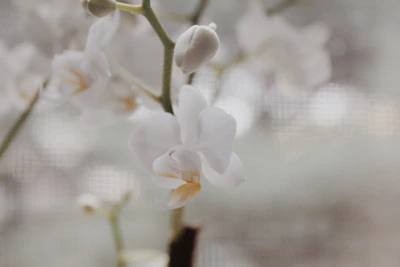 Close-up of a delicate orchid petal bathed in soft natural light.
