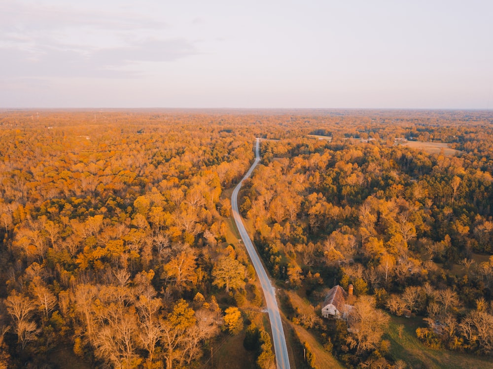 birds eye view of forest trees