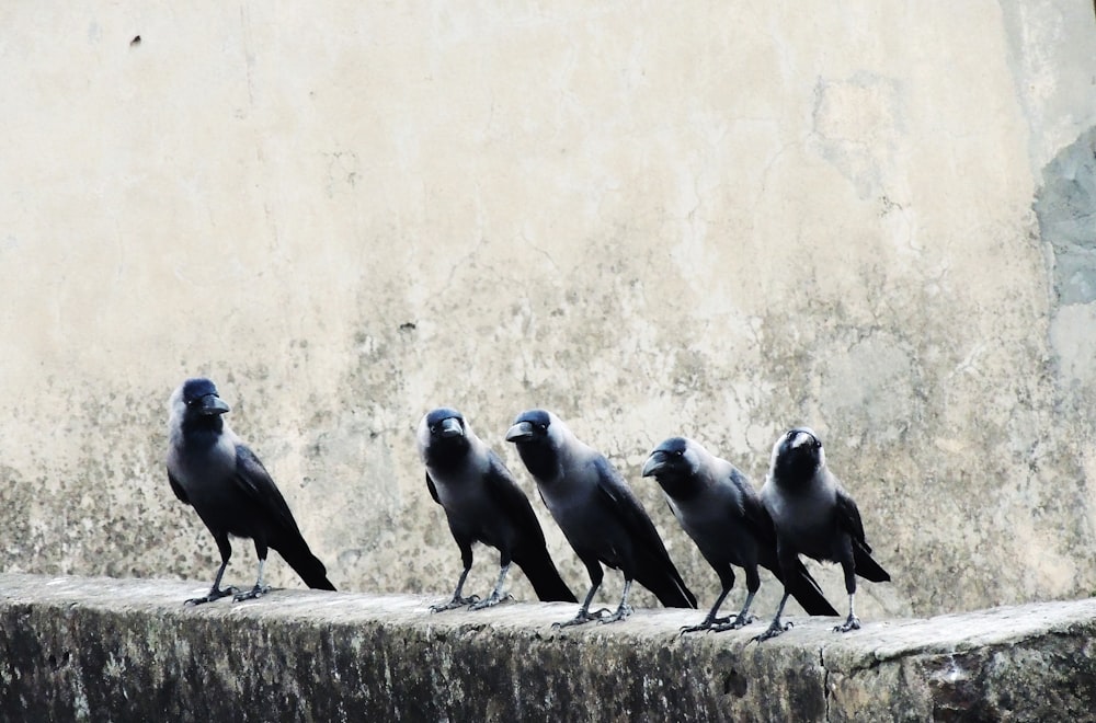 Cinco pájaros cuervo negro