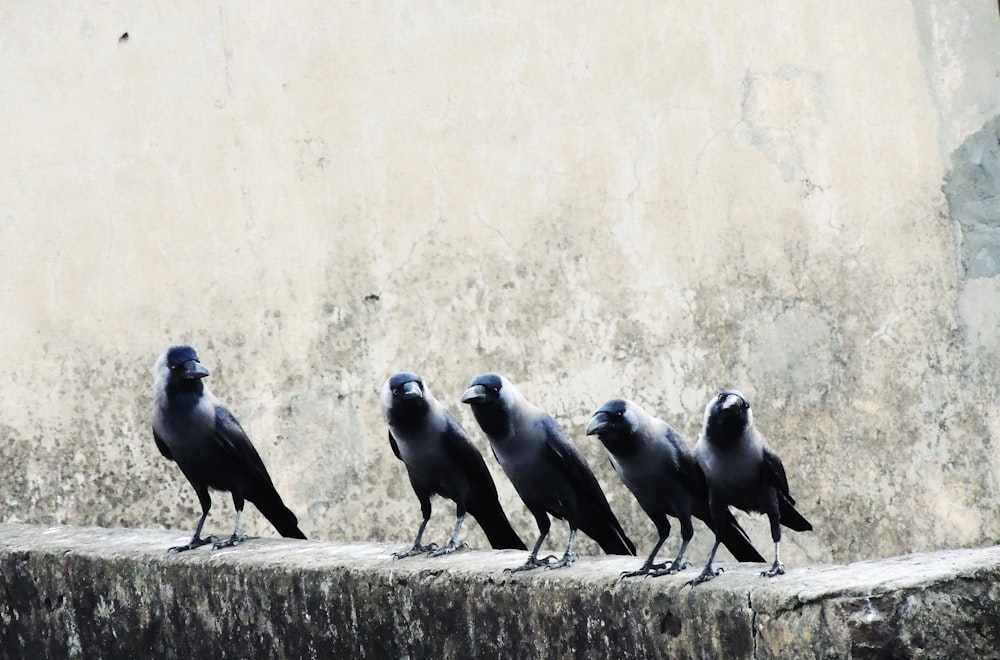 Cinq oiseaux corneilles noires