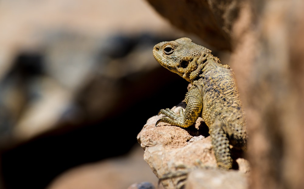 brown gecko perched on stone