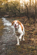 A smiling volunteer walking a happy dog along a wooded trail.