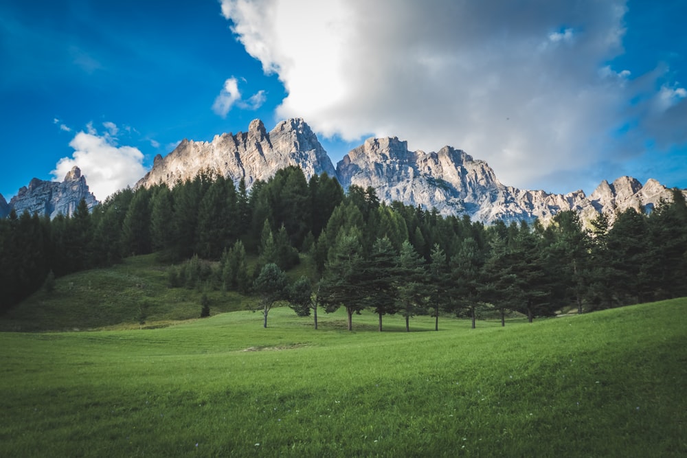 green pine trees on field with mountain at distance