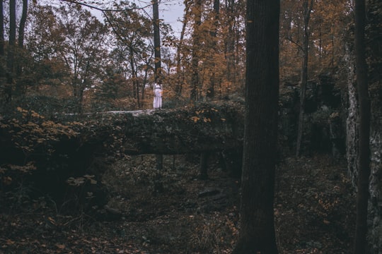 person standing on a fallen tree inside a woodland in Pomona United States