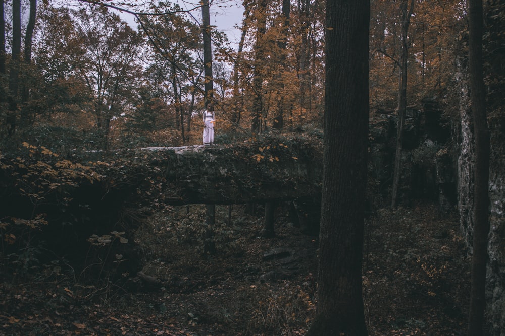 person standing on a fallen tree inside a woodland