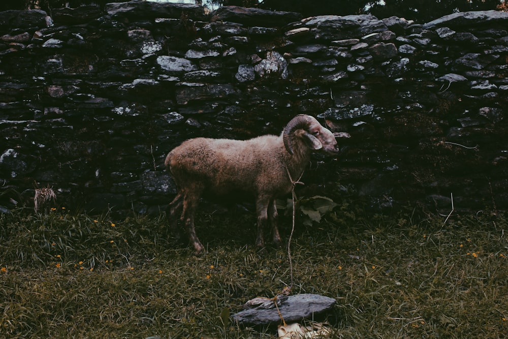 brown goat near stack stones