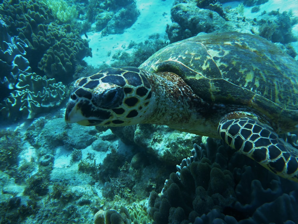 underwater photo of sea turtle