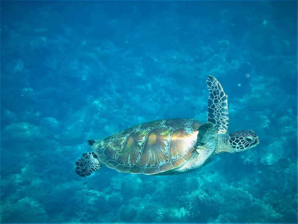 Schildkröte des Wassers