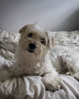 A small, fluffy white dog with shaggy fur is lounging on a comfortable bed with light-colored sheets. The dog's head is slightly tilted, and its expression is curious and gentle.