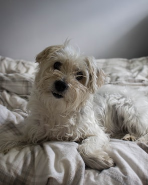 A small, fluffy white dog with shaggy fur is lounging on a comfortable bed with light-colored sheets. The dog's head is slightly tilted, and its expression is curious and gentle.