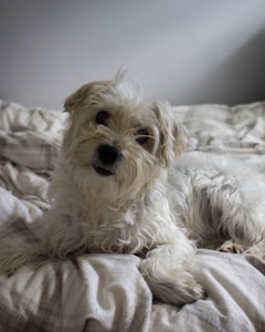 Teddy the Shih Tzu