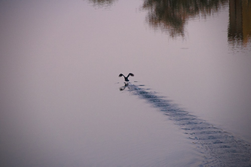 silhouette of a bird flying over a body of water