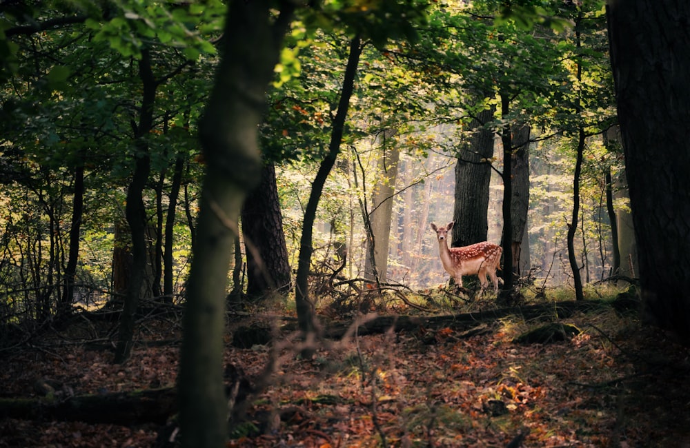 Braune Rentiere tagsüber im Wald