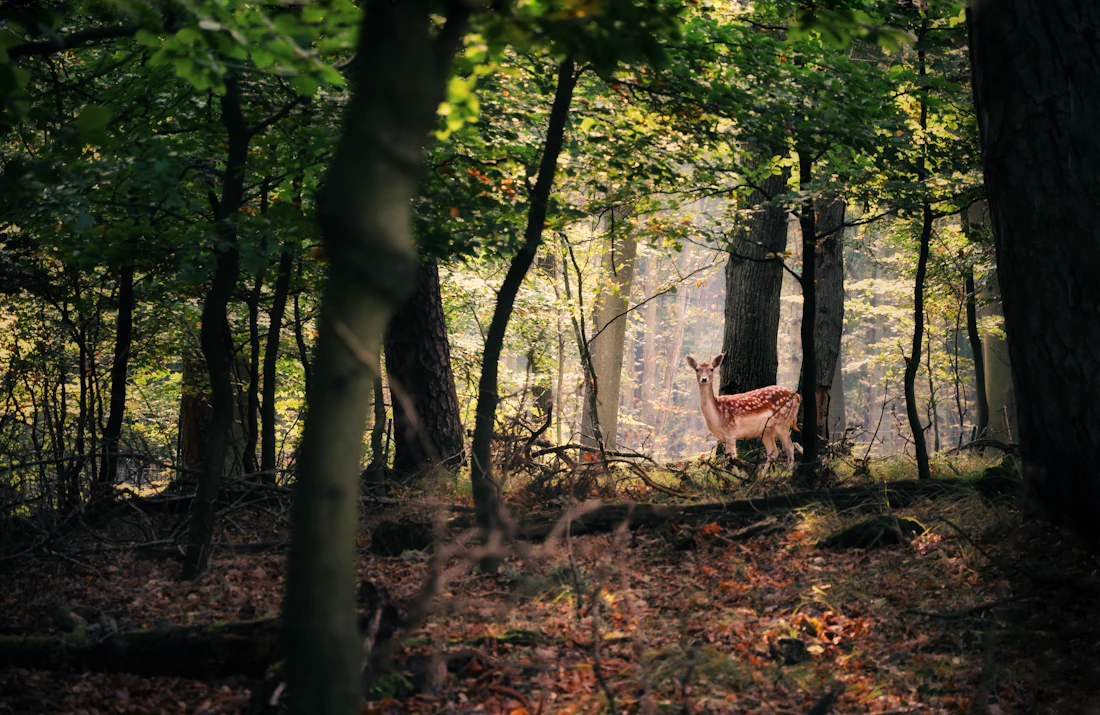 Deer in protected woodland