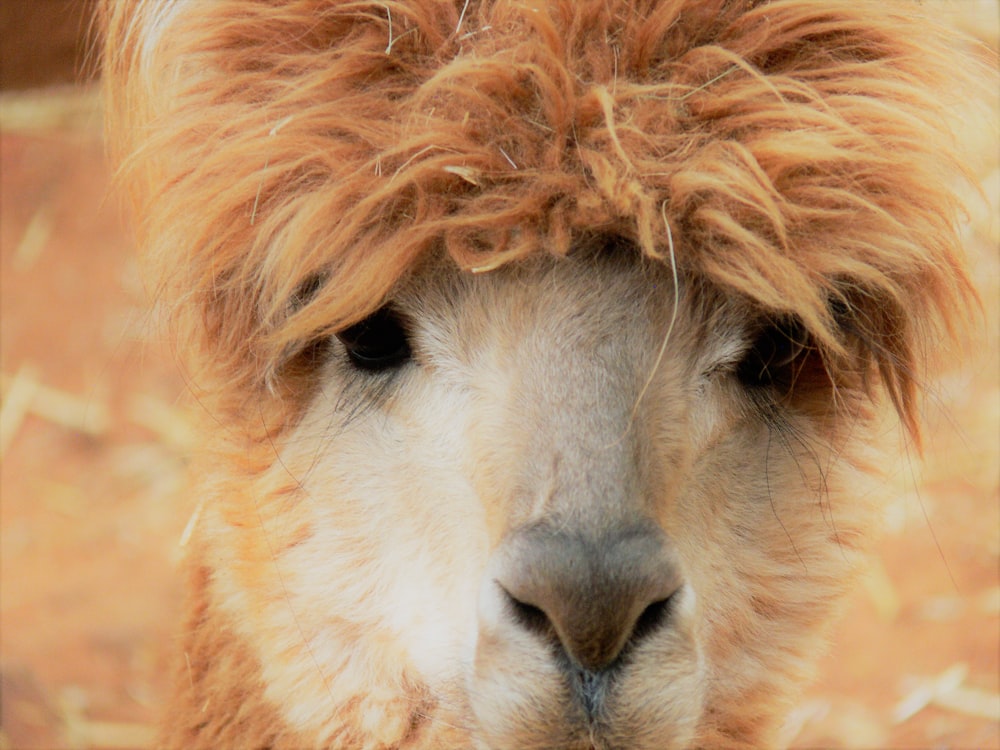 close-up photo of brown llama