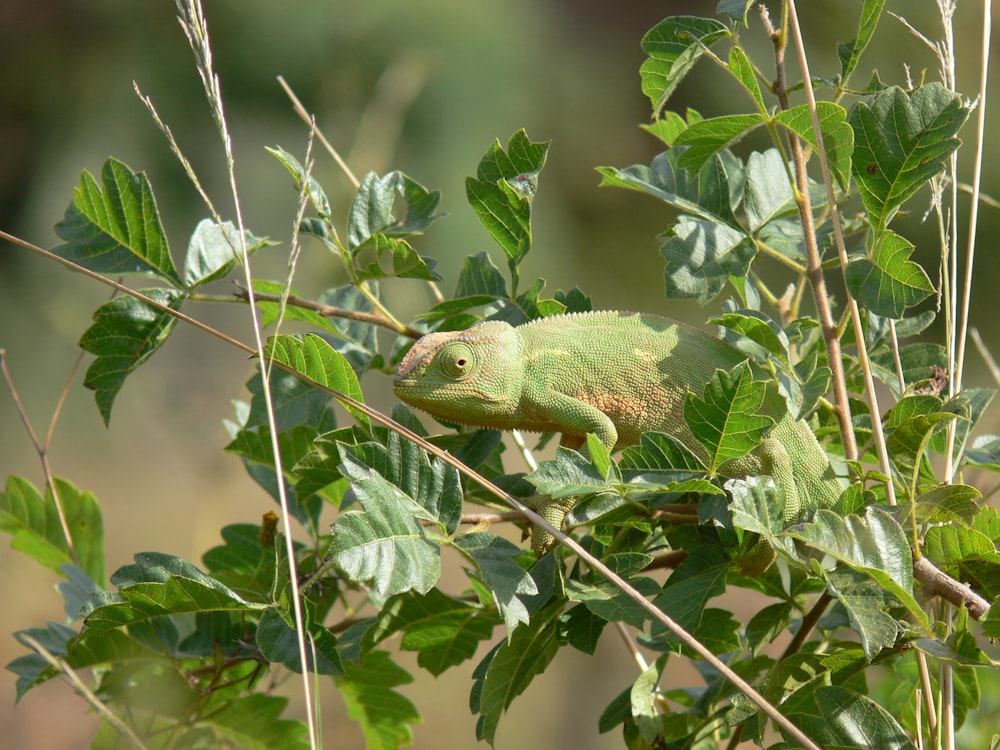 green chameleon on green leaf