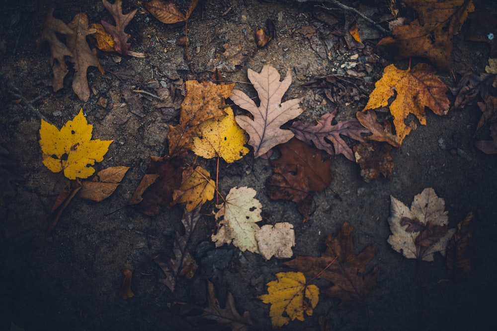 top view photo of dried leaf