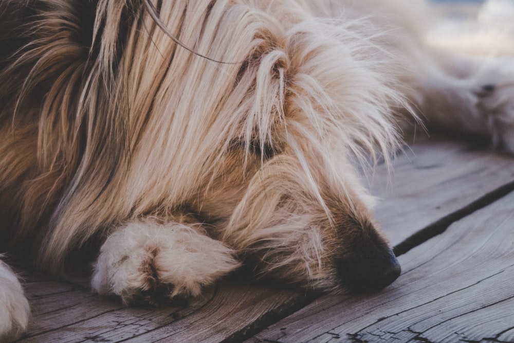 closeup photography of tan dog lying on floor