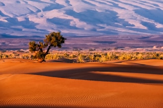 tree in a desert field