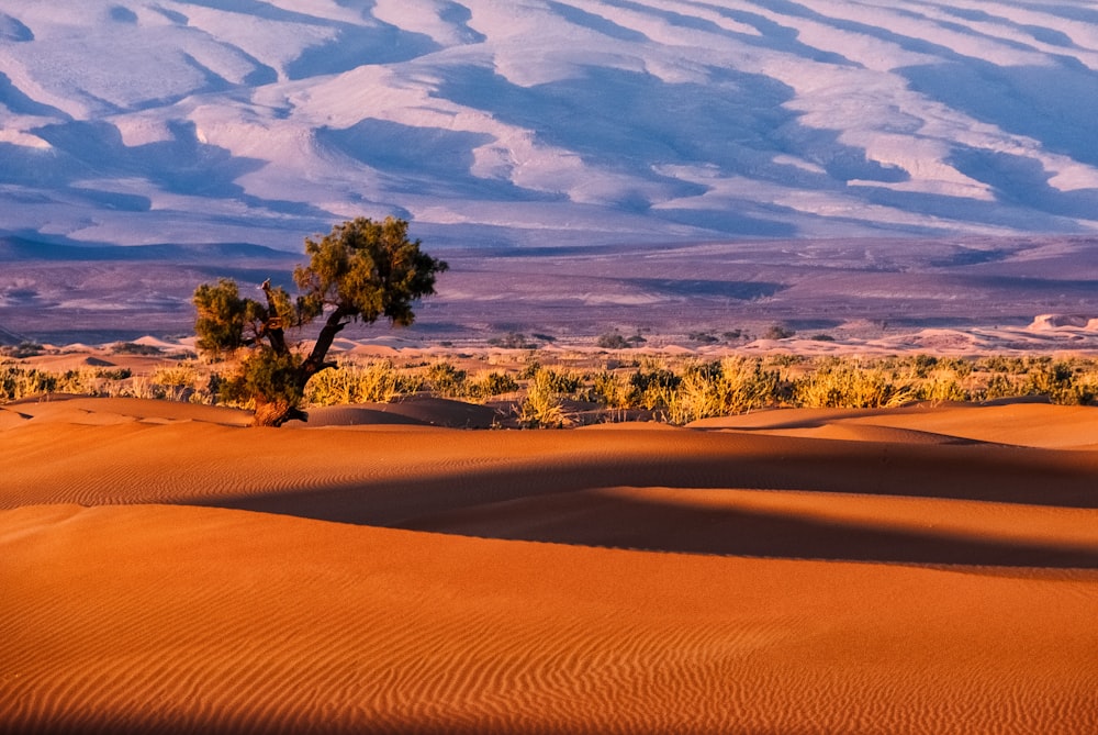 árvore em um campo do deserto