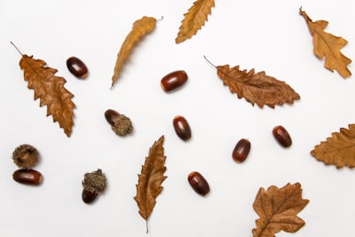 brown leaves and nuts acorn teams background