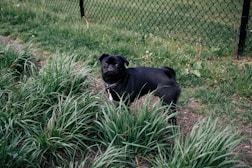 black dog standing in the tall grass