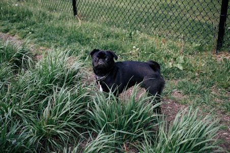 black dog standing in the tall grass