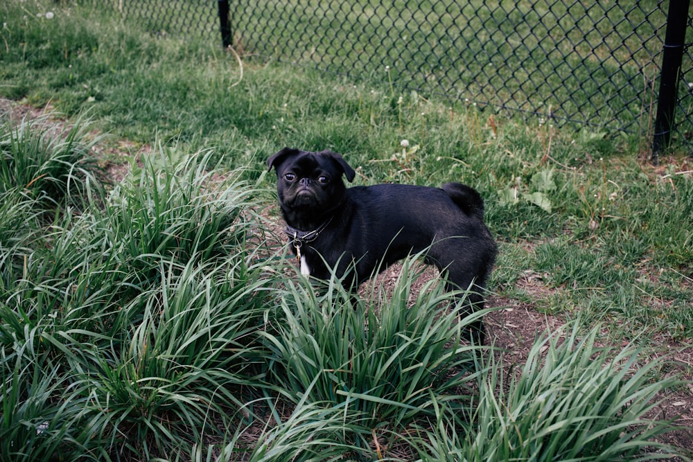black dog near fence