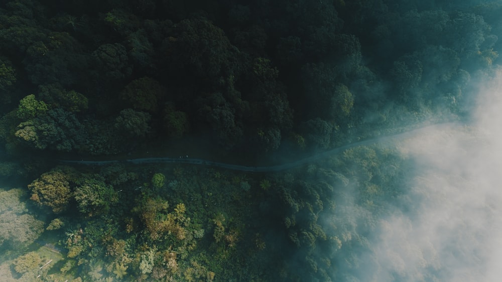 aerial photo of jungle