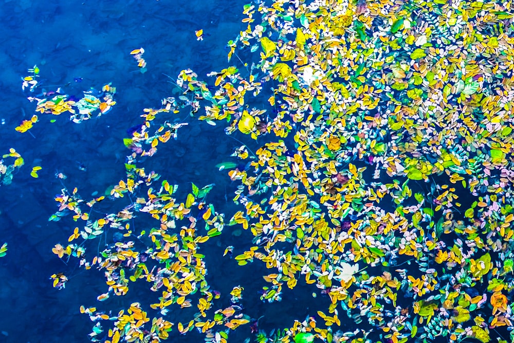 a group of birds floating on top of a body of water