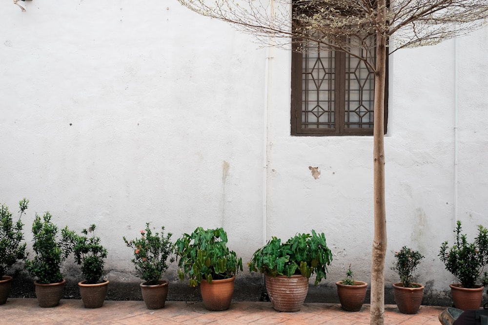 green plants on brown clay pots