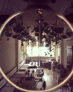 Cozy corner of the café with wooden tables, lush green plants, and warm golden light reflecting the brand colors.