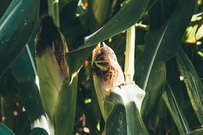 Golden ears of corn still on the stalks in a sunlit field