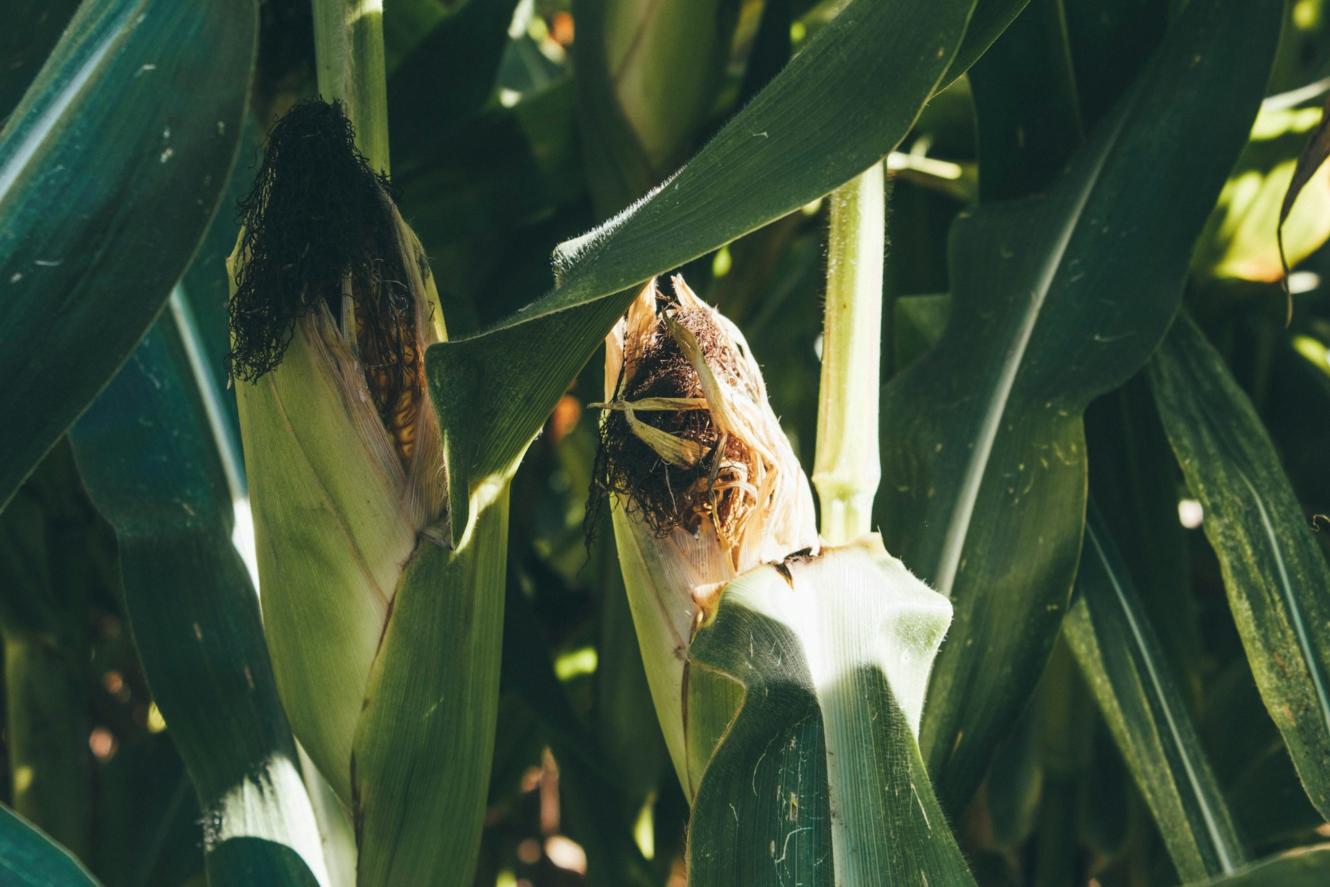 Fresh green corn ears still on the stalks in a sunny rural field at the caipira da serra farm