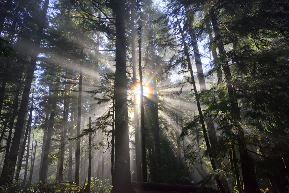 stand of trees photo