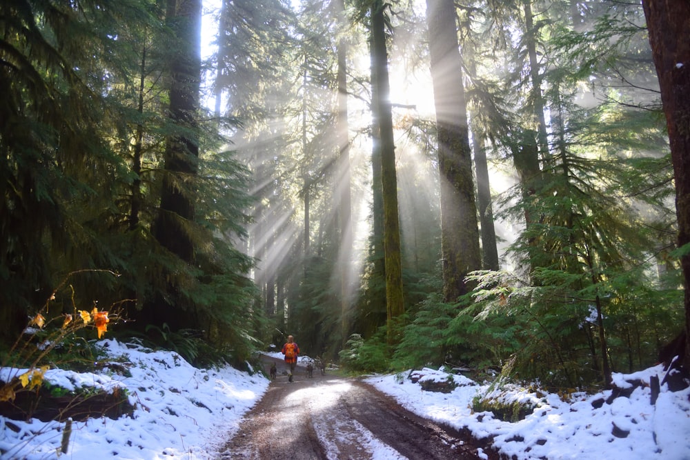 person running on brown road in the forest