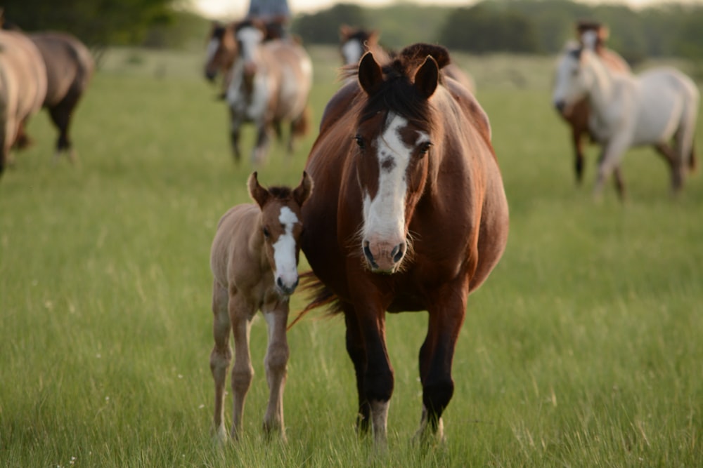 Cavalo mãe e cavalo jovem juntos na grama durante o dia