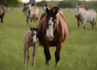 mother horse and young horse together on grass during daytime