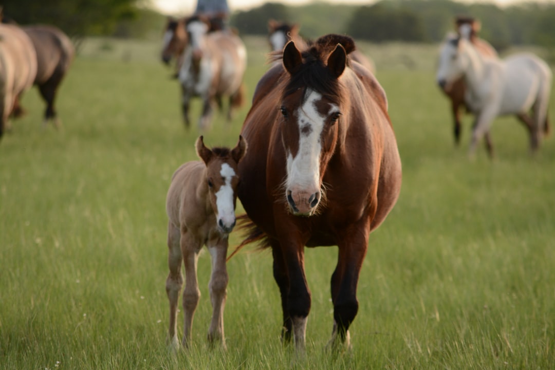 Unbridled on Board: Horse Gallops Free in Plane Cargo, Forcing Flig… — Unbridled on Board, photo 2